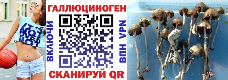 нарко площадка клад  Ливны  Псилоцибиновые грибы мицелий 